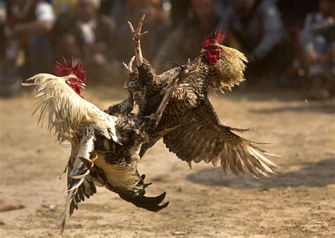 Get the facts on cockfighting .